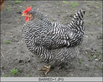 barred rock hens